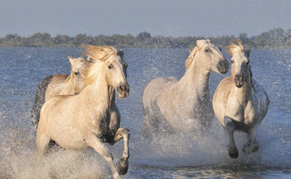La Chevauchée sauvage